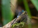 Cannaphila insularis (Gray-waisted Skimmer) male-5.jpg